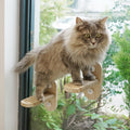 PETKARAY Cat Window Stairs